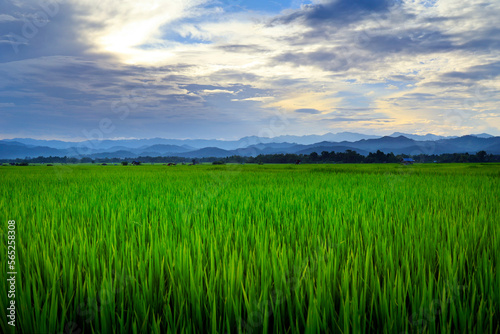 view of green rice field and mountains range in the valley of Luang namta-Laos 