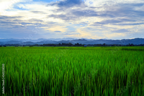 view of green rice field and mountains range in the valley of Luang namta-Laos  © MICHEL