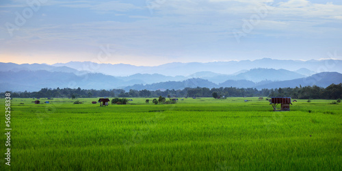 view of green rice field and mountains range in the valley of Luang namta-Laos 