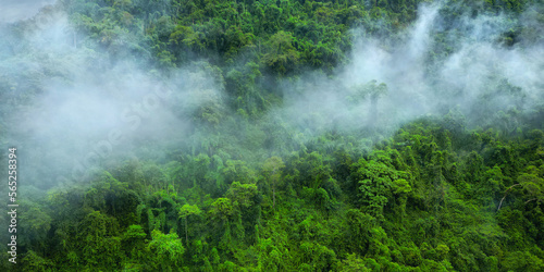 Morning mist on the canopy in the mountains of the rainforest  © MICHEL