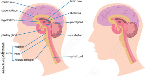 脳の構造の図解／Illustration of the structure of the brain