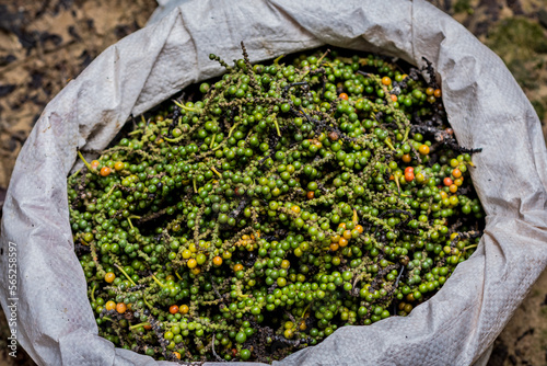 Bag of white pepper freshly harvested in Indonesia photo