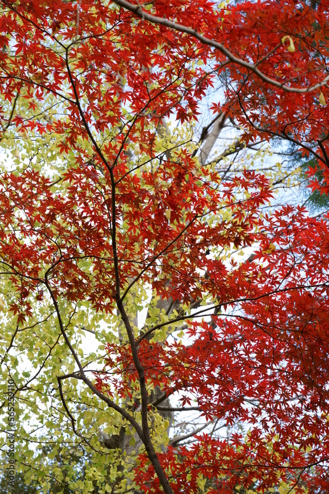 楓の紅葉とイチョウの黄葉