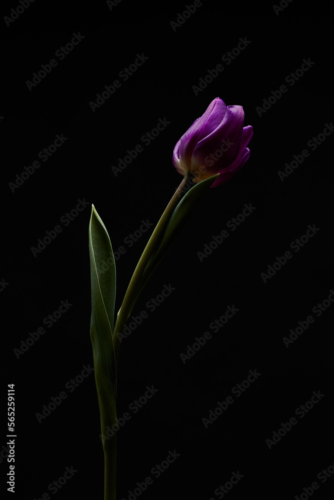 purple tulip with green leaves on black background purple tulip with green leaves on black background