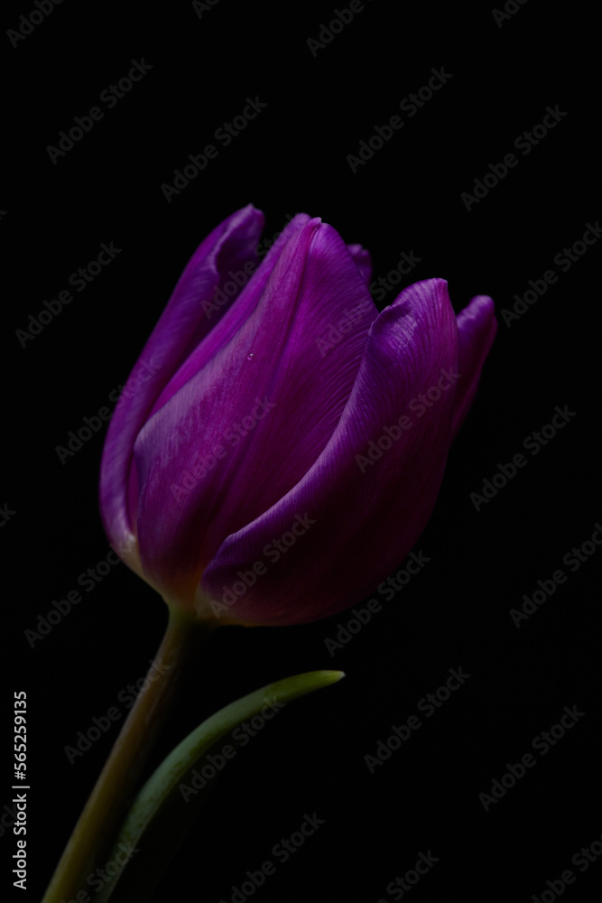 macro purple tulips on black background