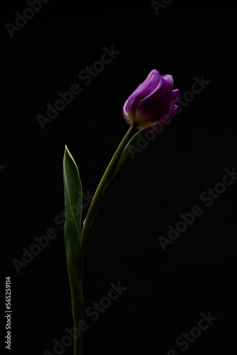 purple tulip with green leaves on black background © ShapeImages