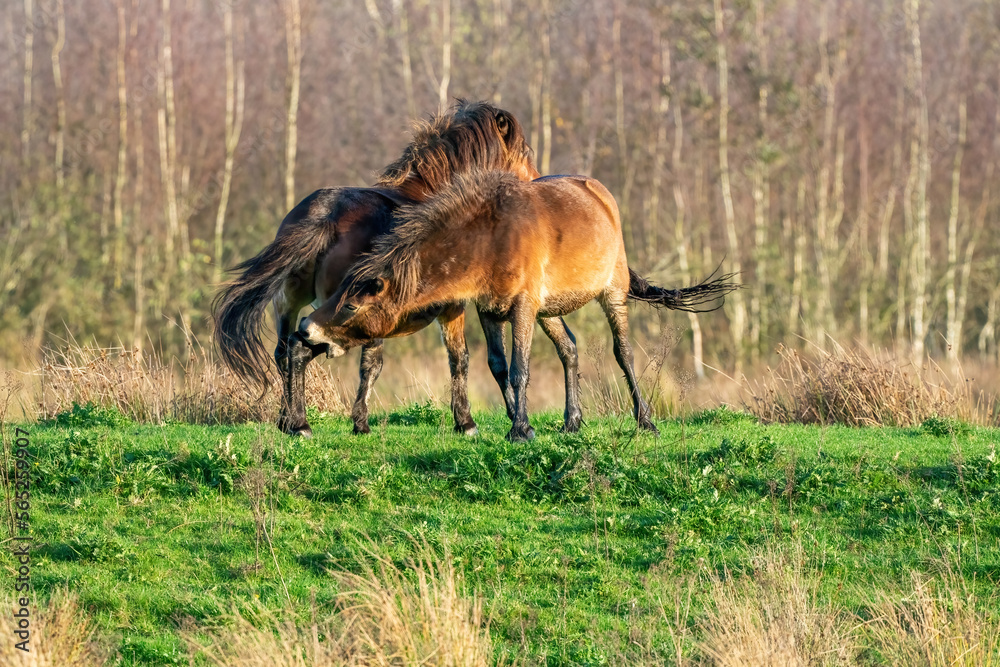 Two fighting wild brown Exmoor ponies, against a forest and reed background. Biting, rearing and hitting. autumn colors in winter. Selective focus, lonely, two animals, fight, stallion, mare