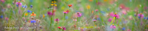 beautiful meadow flowers with nice bokeh - soft focus art floral background © Vera Kuttelvaserova