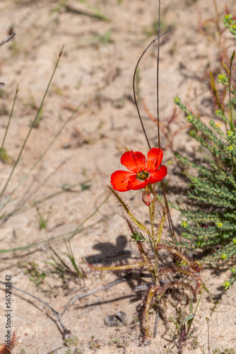 The beautiful red flowered form of the Sundew Drosera cistiflora in natural habitat, carnivorous plant, sticky plant, Western Cape of South Africa photo