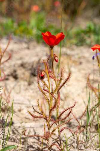 The beautiful red flowered form of the Sundew Drosera cistiflora in natural habitat, carnivorous plant, sticky plant, Western Cape of South Africa © Christian Dietz