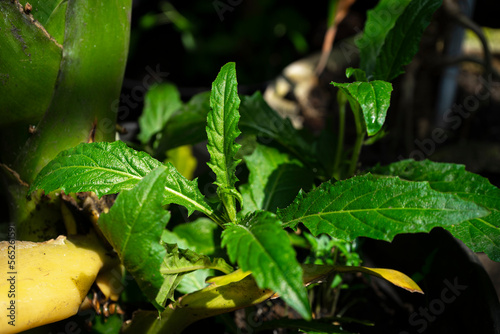 The Kitolod plant scientific name is Isotoma longiflora on home garden photo