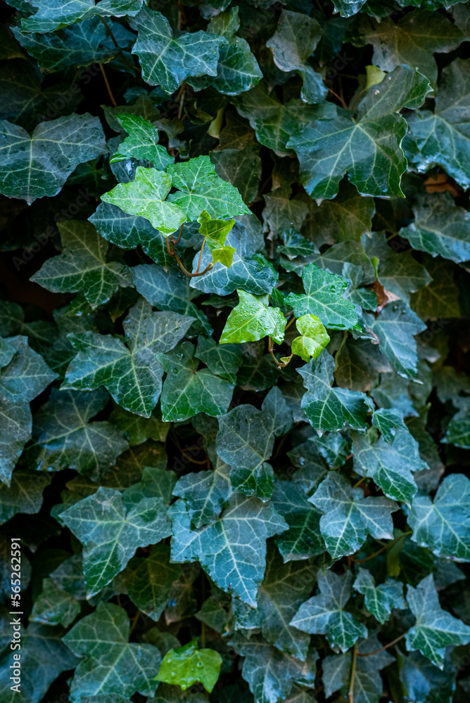 Ivy on the wall, close up, background, texture Ivy on the wall, close up, background, texture