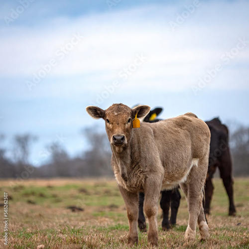 Commerical beef calf in winter in AL