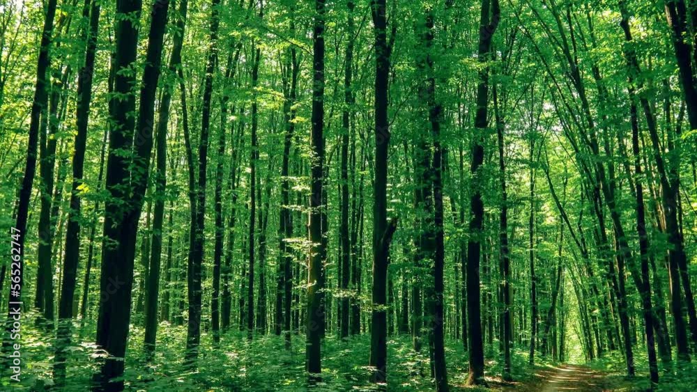 walk in the spring forest walk in the spring forest