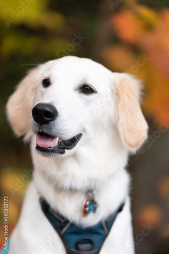 golden retriever puppy