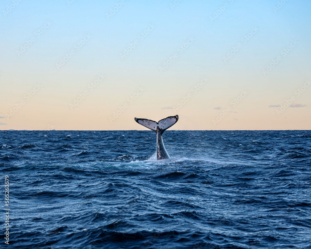 Humpback Whale Breach