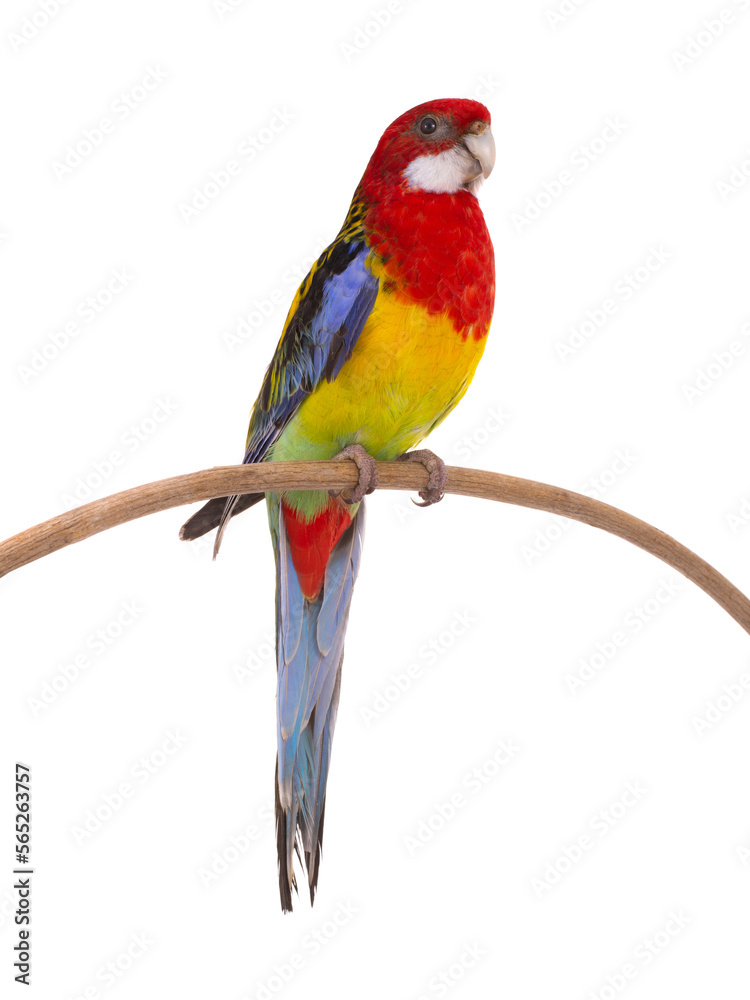 Fototapeta premium rosella parrot isolated on white background