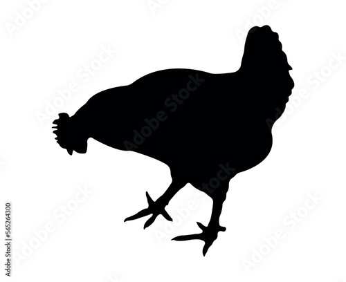 Vector chicken silhouette isolated on white background