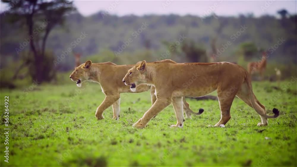 Beautiful of two lioness walking in the wild with green shrubs around her Beautiful of two lioness walking in the wild with green shrubs around her