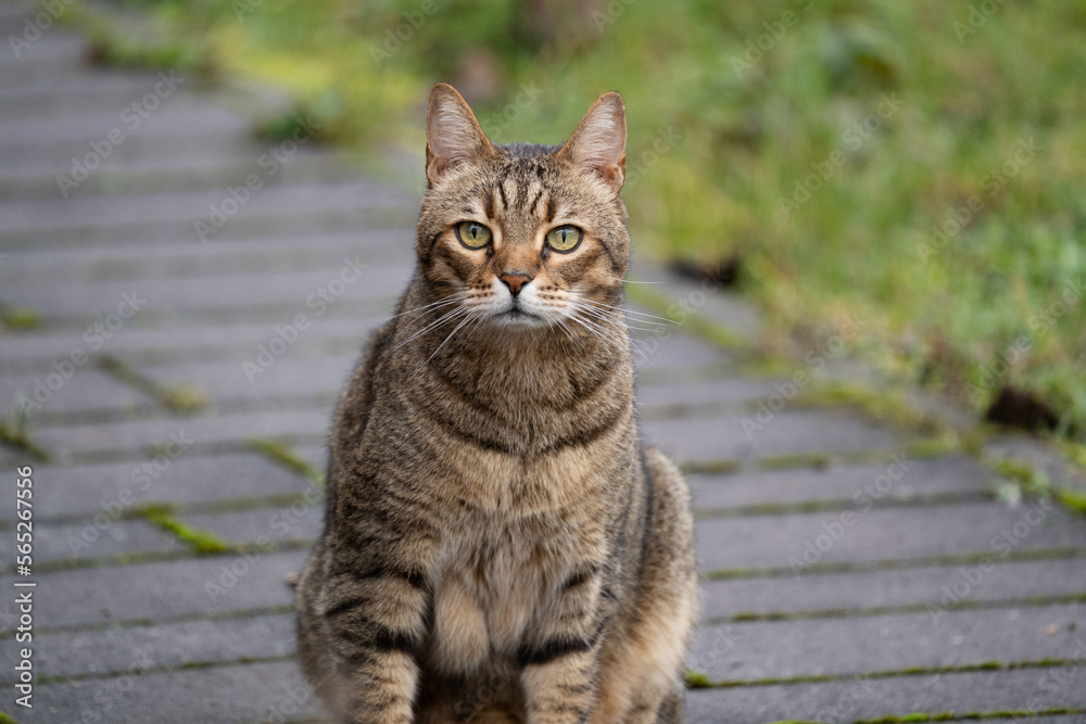 Cat with striped fur sits on the stony pathway in the backyard Cat with striped fur sits on the stony pathway in the backyard