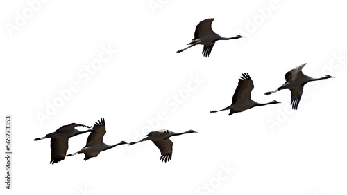png herd of birds fly on clear backgroung	