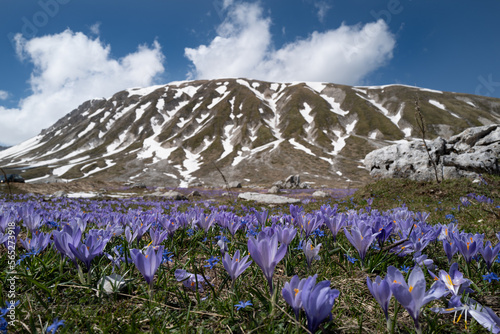 Crocuses at the Pietranzoni lake photo