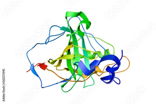 Human carbonic anhydrase in complex with bicarbonate. Ribbons diagram isolated on white background. Rendering based on protein data bank entry 2vvb. Rainbow coloring from N to C. 3d illustration photo