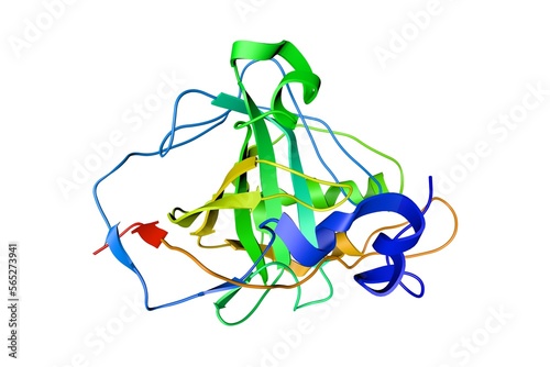 Human carbonic anhydrase in complex with bicarbonate. Ribbons diagram isolated on white background. Rendering based on protein data bank entry 2vvb. Rainbow coloring from N to C. 3d illustration