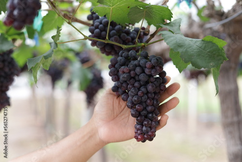 hand hold bunch of grapes