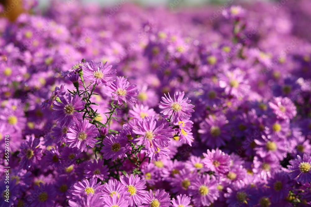 Fototapeta premium Marguerite Daisy 