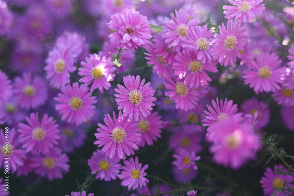  Marguerite Daisy  