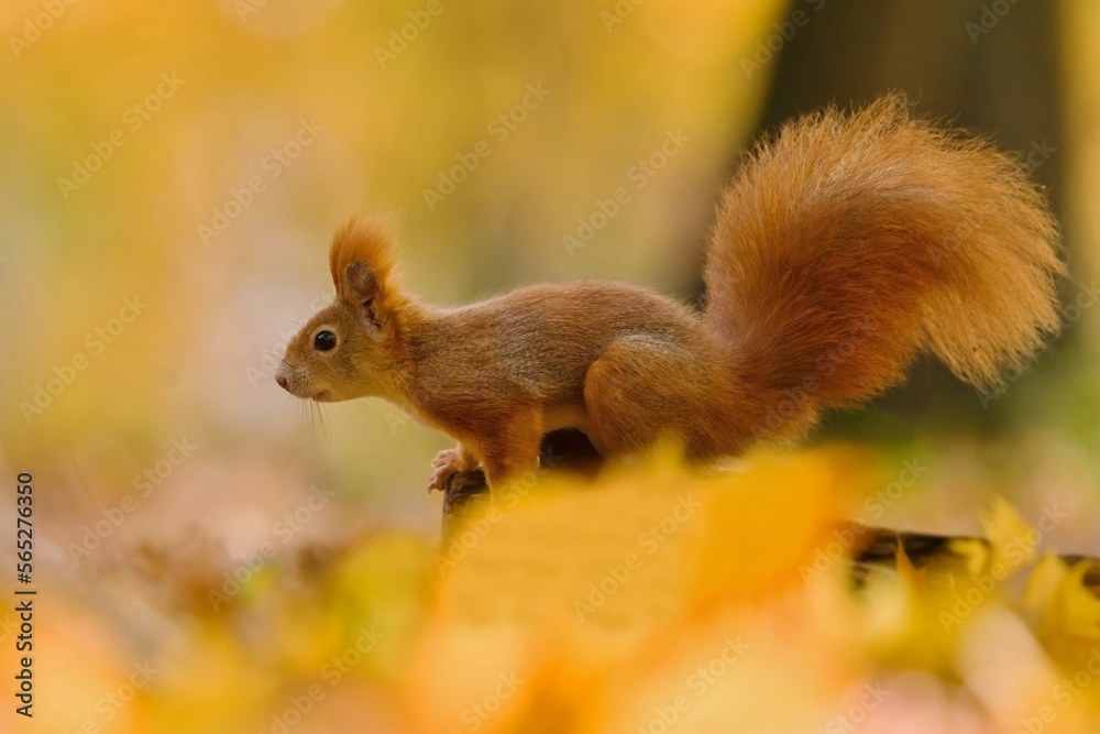 Autumn scene with a cute european red squirrel. Sciurus vulgaris. A cute animal sitting on the stree stump. Autumn scene with a cute european red squirrel. Sciurus vulgaris. A cute animal sitting on the stree stump.