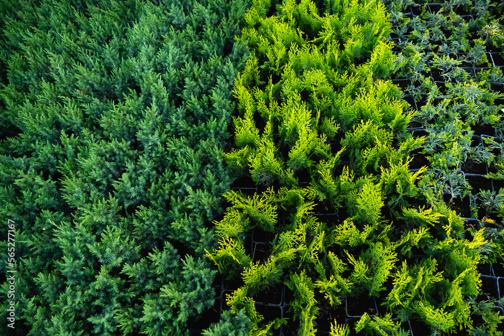 Close-up green thuja branches. Green plants background. Close-up green thuja branches. Green plants background.