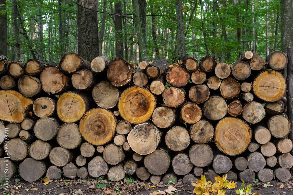 Stocks of firewood for the winter from several woodpiles of different levels. There are birch and alder logs. Background. Texture Stocks of firewood for the winter from several woodpiles of different levels. There are birch and alder logs. Background. Texture