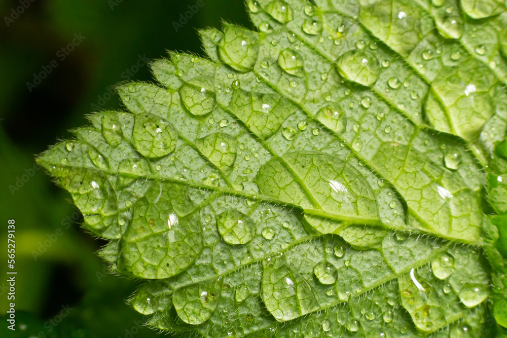 Large beautiful drops of transparent rain water on a green leaf macro. Drops of dew in the morning glow in the sun. Beautiful leaf texture in nature. Natural background Large beautiful drops of transparent rain water on a green leaf macro. Drops of dew in the morning glow in the sun. Beautiful leaf texture in nature. Natural background