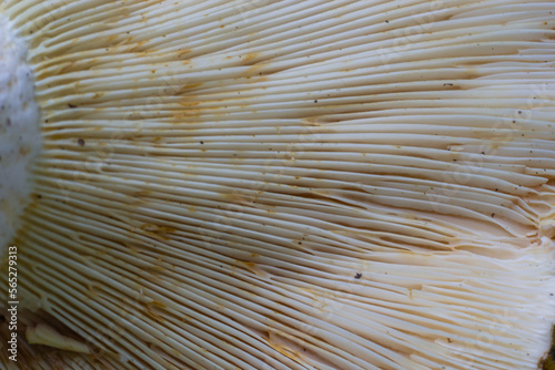 Selective focus close-up of abstract caps of champignon mushroom bottom view. Food background  macrophotography of a mushroom