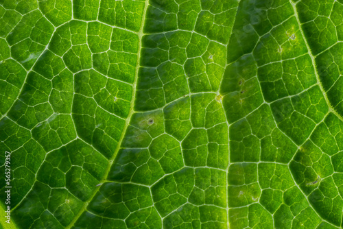 Abstract green leaves texture for background. Natural environment, ecological concept