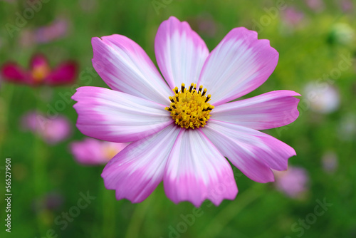 Closeup of a Blooming Gorgeous Bicolor Garden Cosmos or Mexican Aster