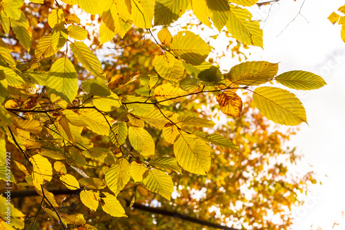 Yellow-green leaves of an autumn tree against a blue sky