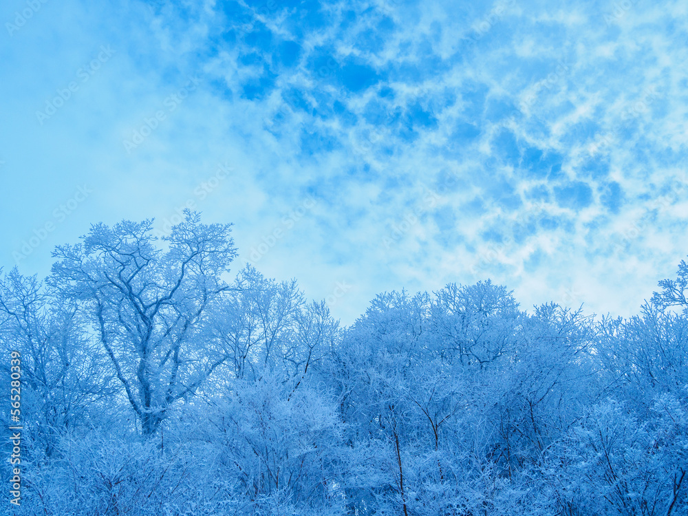 早朝の樹氷と網目状雲