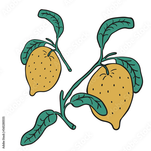 isolated branch of lemon.lemon with leaves on a white background.color vector illustration in flat style with stroke.image for website, application, print. 