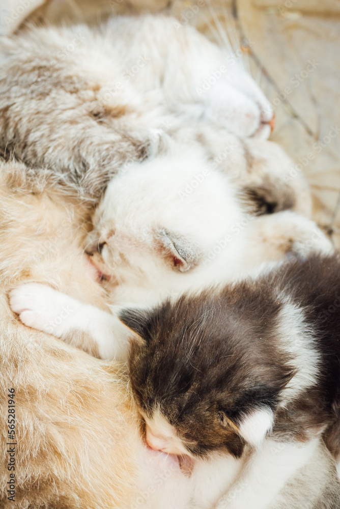 chaton tétant sa mère. Une chatte allaitant. Chaton buvant le lait maternel chaton tétant sa mère. Une chatte allaitant. Chaton buvant le lait maternel
