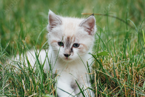 un chaton blanc jouant dans l'herbe Un chat jouant dans l'herbe verte d'un jardin. photo