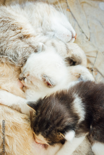 chaton tétant sa mère. Une chatte allaitant. Chaton buvant le lait maternel