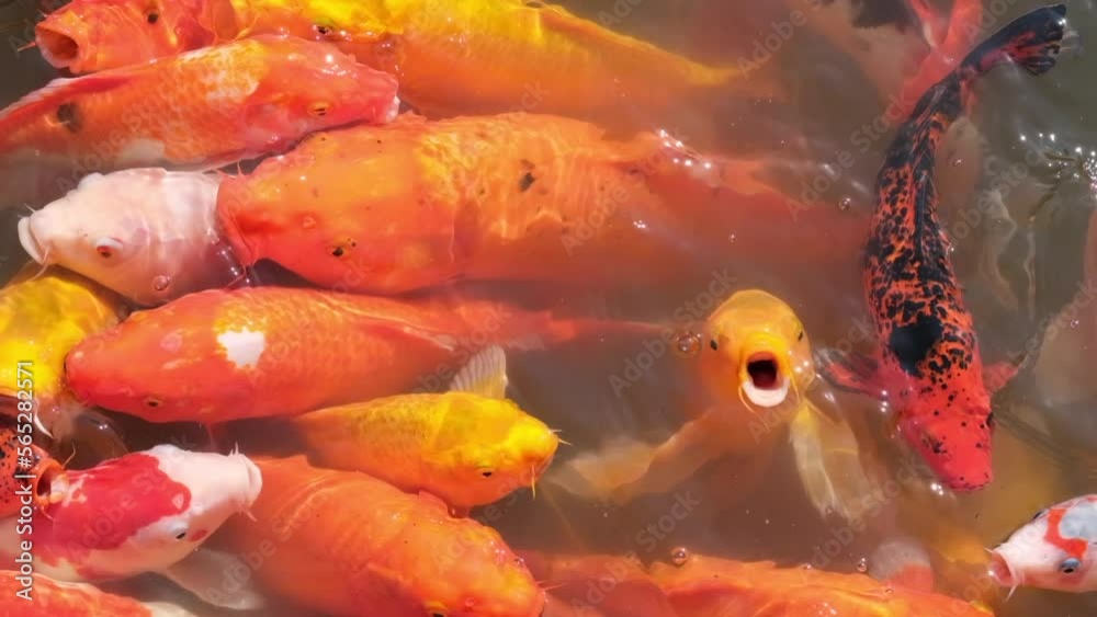 super slow motion of many colorful Koi fish swim in pond water. Japanese ornamental fish super slow motion of many colorful Koi fish swim in pond water. Japanese ornamental fish