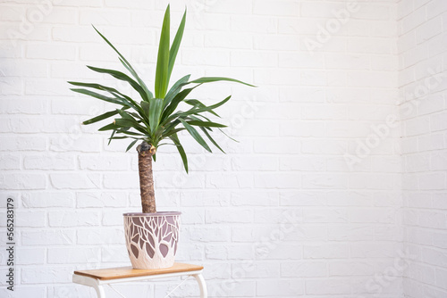Dracaena palm yucca in interior on whtite brick wall. Potted house plants, green home decor, care and cultivation photo