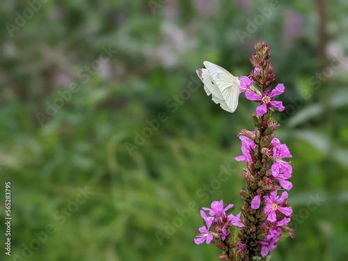 Pieris Rapae, butterfly normally called Small cabbage white © maria