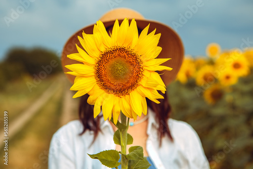 Lovely woman hold in front of her yellow one blooming sunflower field outdoors sunrise warm nature background. Lady dressed white shirt wear hat posing standing outside, agriculture concept

