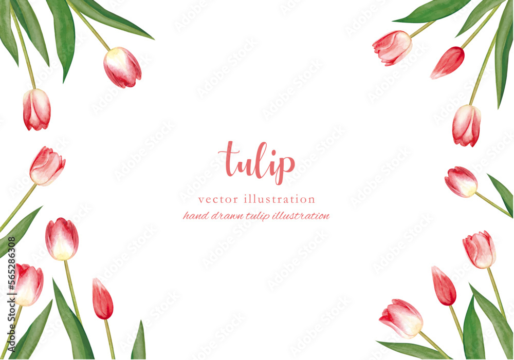 Fototapeta premium 手書きのチューリップの水彩画フレーム
