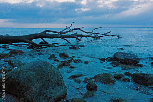 Steiniger Strand mit Todholz am Brodtener Steilufer nahe Lübeck Travemünde, Schleswig-Holstein, Deutschland, zur Blauen Stunde photo